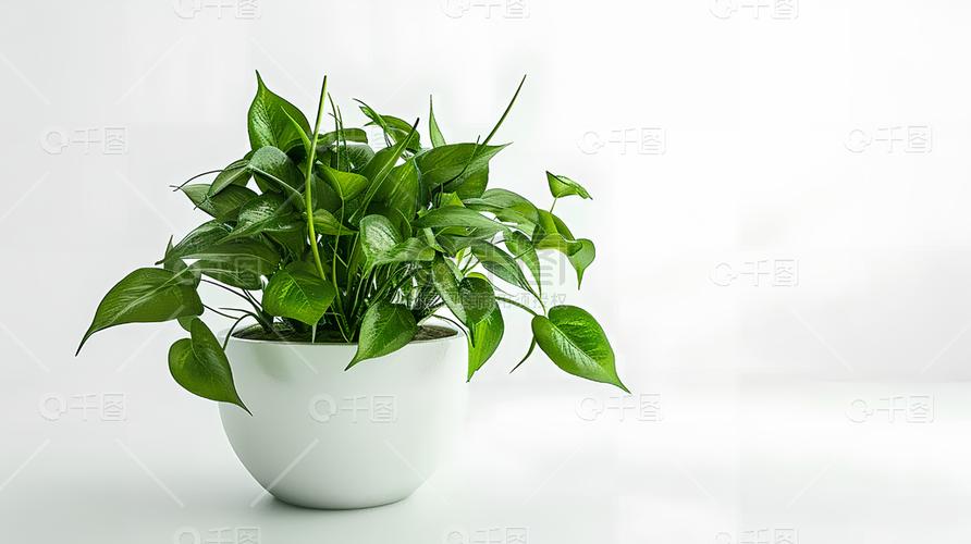 绿萝科技